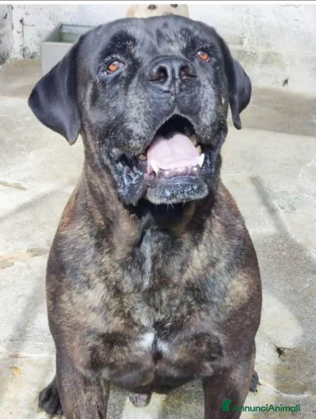 Cane Corso cani in regalo: Corso giovane,depresso,in 1canile di 2000anime!!  a Città metropolitana di Milano - Annuncio 1