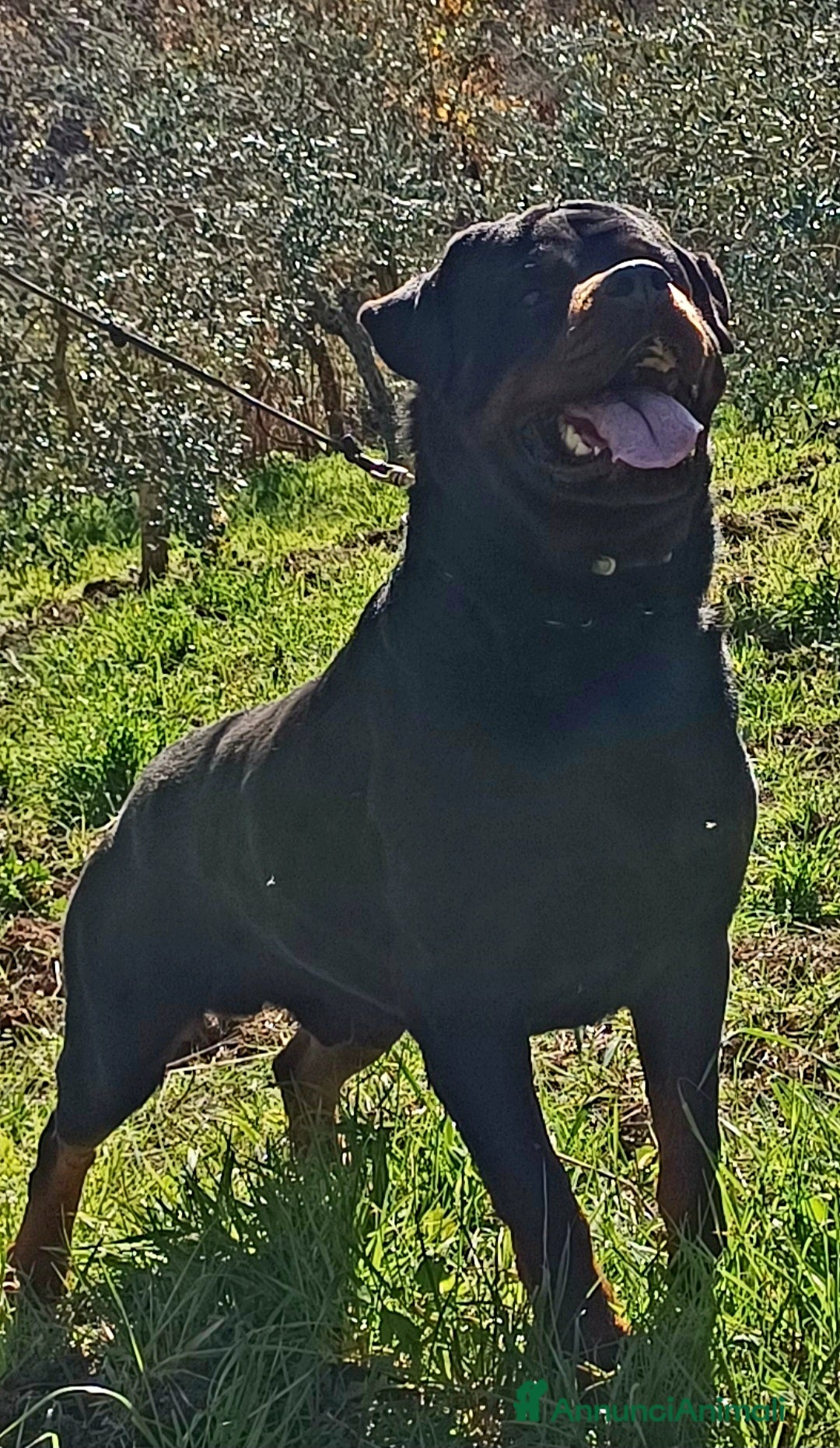 Rottweiler cani in vendita: Disponibili cuccioli Rottweiler  - Annuncio 39