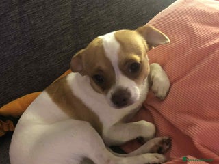 Chihuahua cani Vendo cucciolo di un anno chivava - Annuncio 22