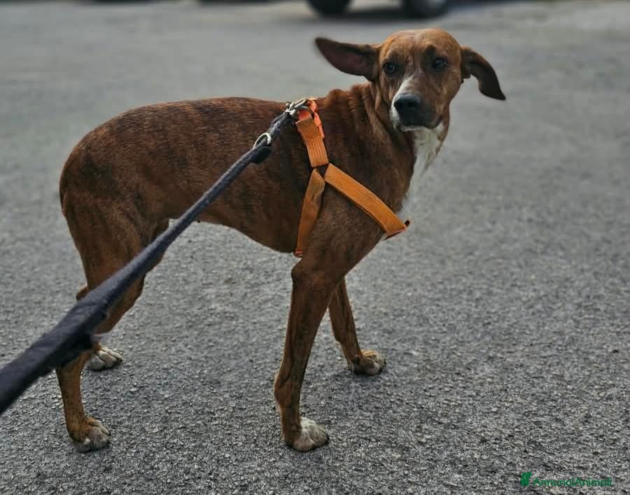 Segugio Maremmano cani Luce: giovane segugina dolce e socievole  - Annuncio 38
