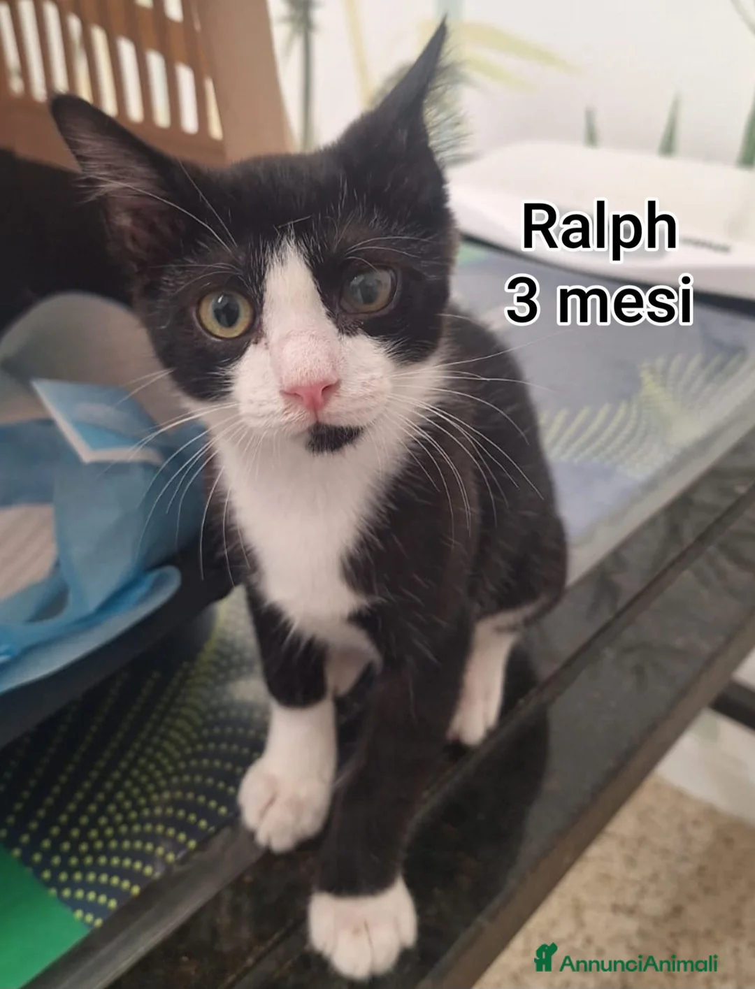Europeo gatti in regalo: GATTINI SIAMO AL COLLASSO  a Città Metropolitana di Firenze - Annuncio 2