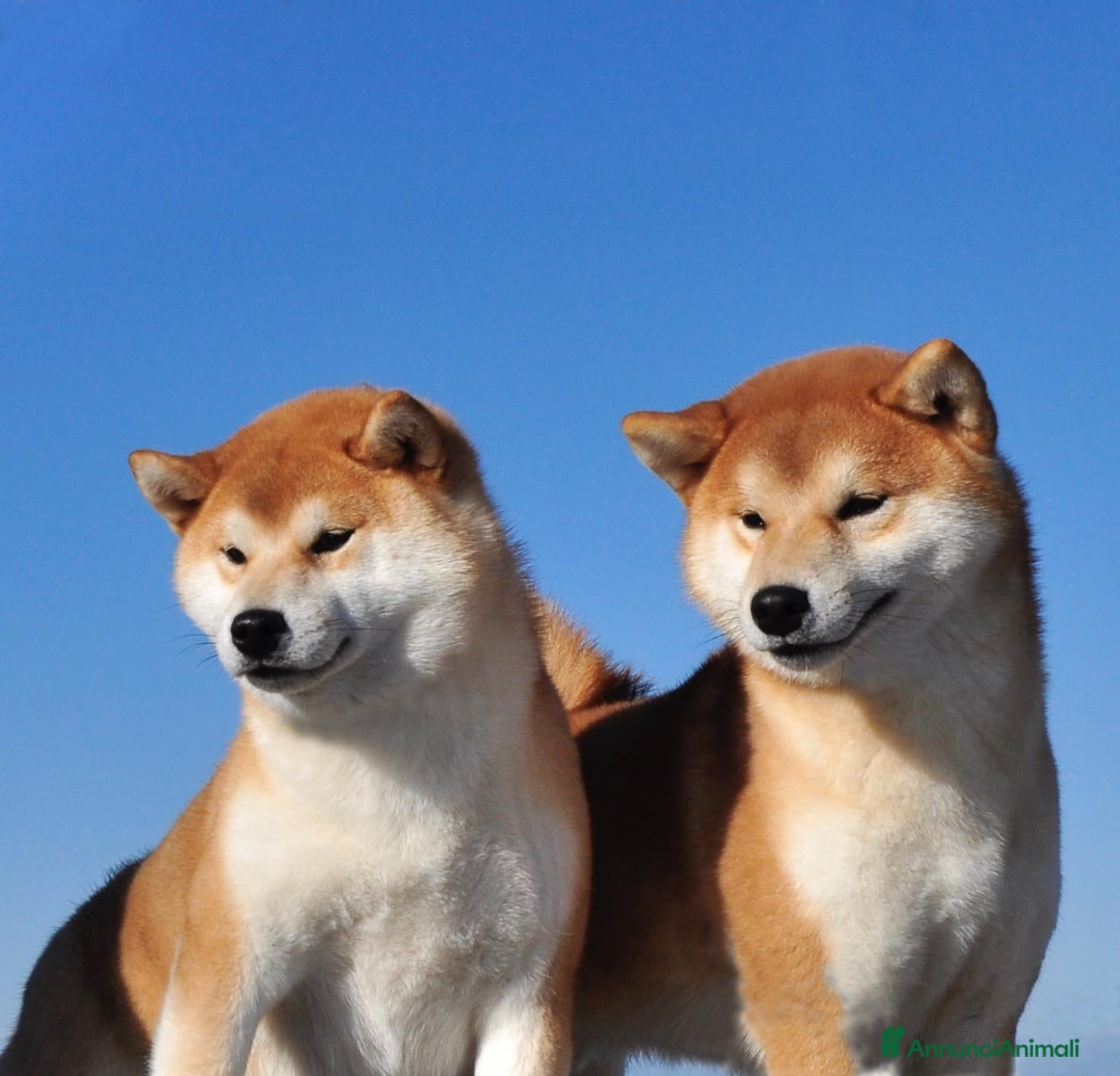Shiba Inu cani Cuccioli SHIBA INU  - Annuncio 2