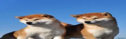 Shiba Inu cani in vendita: Cuccioli SHIBA INU  - Annuncio 1