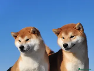Shiba Inu cani Cuccioli SHIBA INU - Annuncio 2