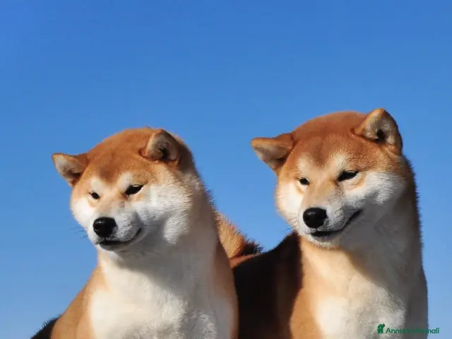 Shiba Inu cani in vendita: Cuccioli SHIBA INU - Annuncio 1