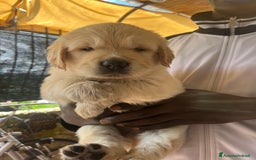 Golden Retriever cani in vendita: Cuccioli di Gold Retriever con pedigree  - Immagine 19