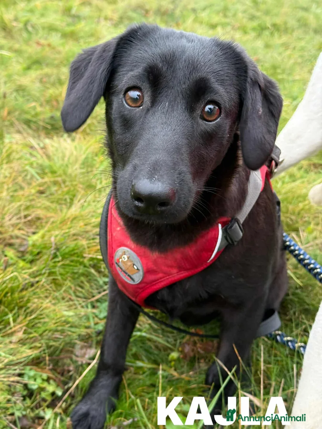 Meticcio cani in regalo: LAJKA 6 KAJLA, dolci cucciole invisibili. - Annuncio 2
