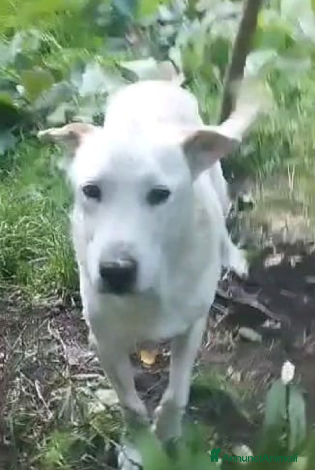 Meticcio cani in regalo: Teo 9ANNI DI SILENZIOSA SOFFERENZA IN CANILE.ROMA a Città metropolitana di Milano - Annuncio 4