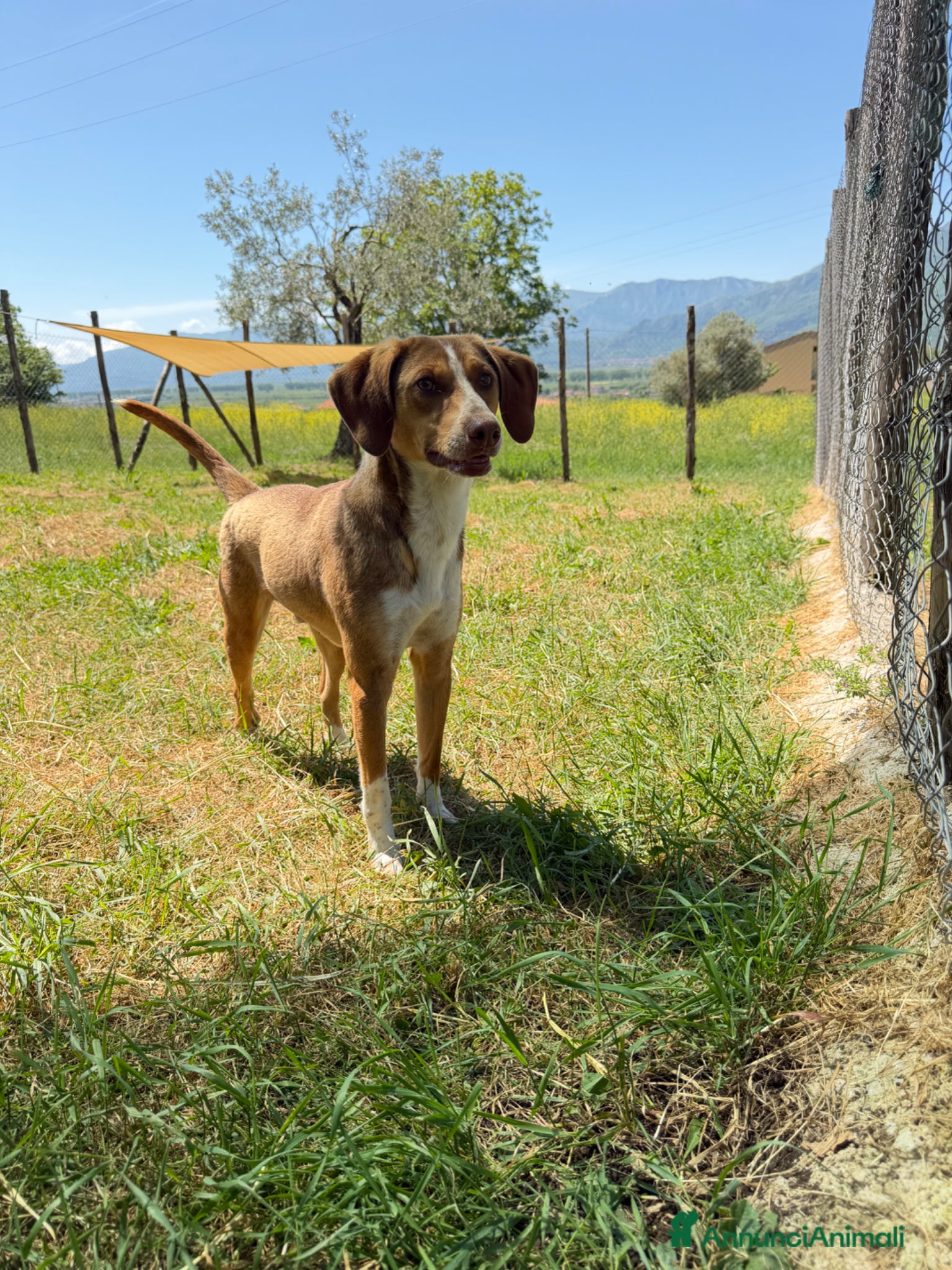 Meticcio cani Fred  - Annuncio 1