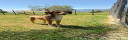 Meticcio cani in regalo: Fred  a Provincia di Verona - Annuncio 1