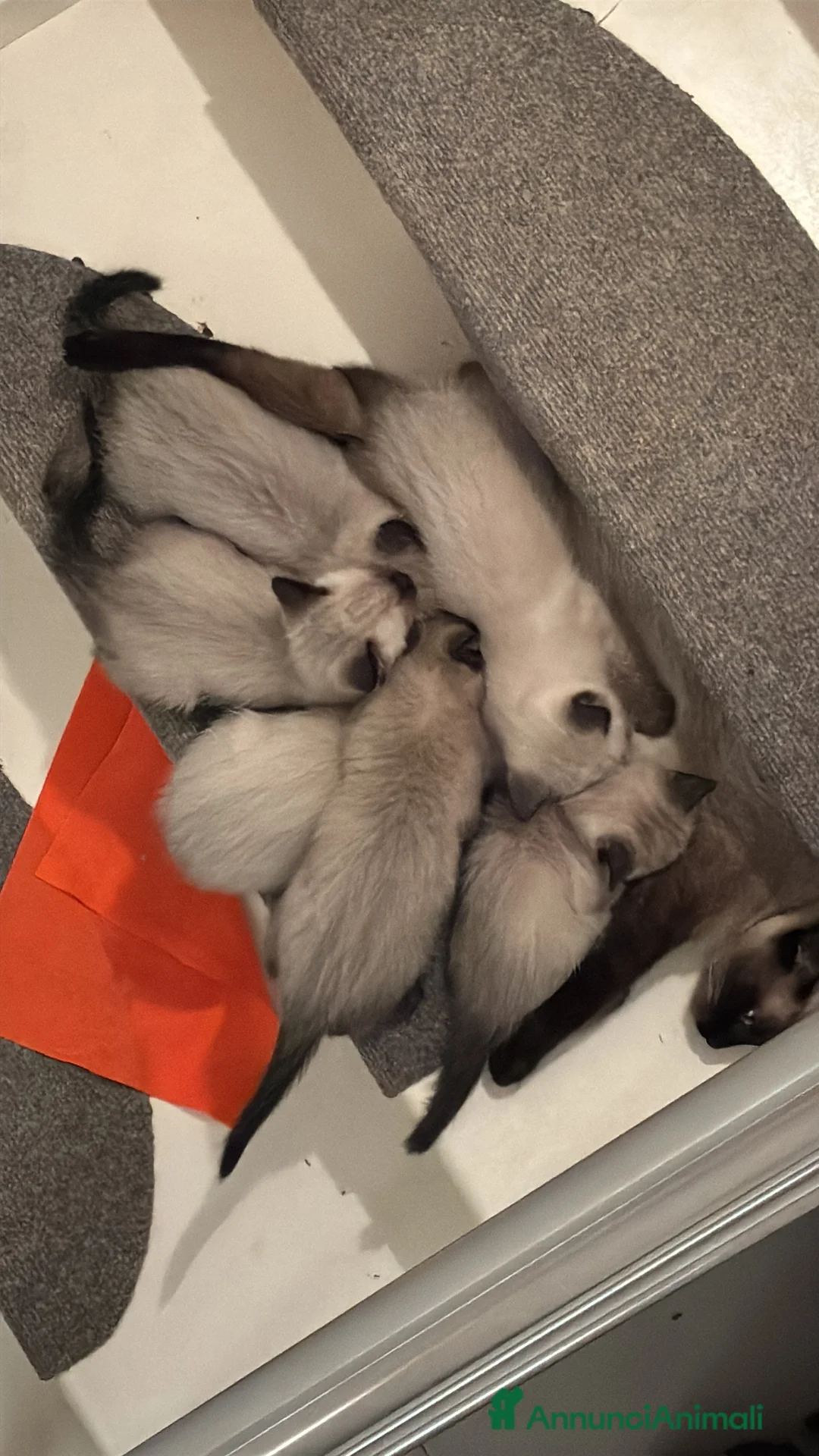 Siamese gatti in vendita: Siamese  - Annuncio 1