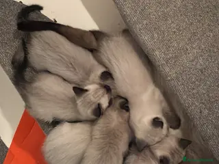 Siamese gatti Siamese - Annuncio 4