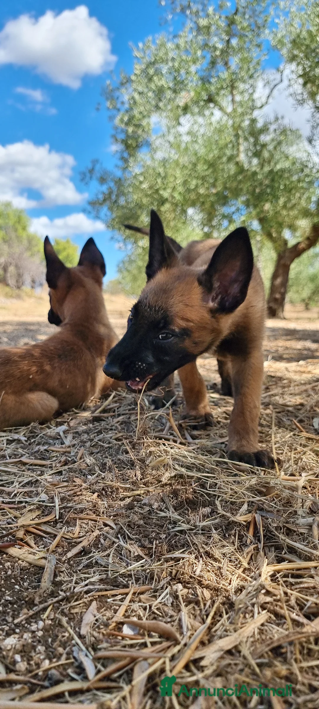 Pastore Belga cani in vendita: Cuccioli Pastore Belga Malinois Cosenza Calabria - Annuncio 8