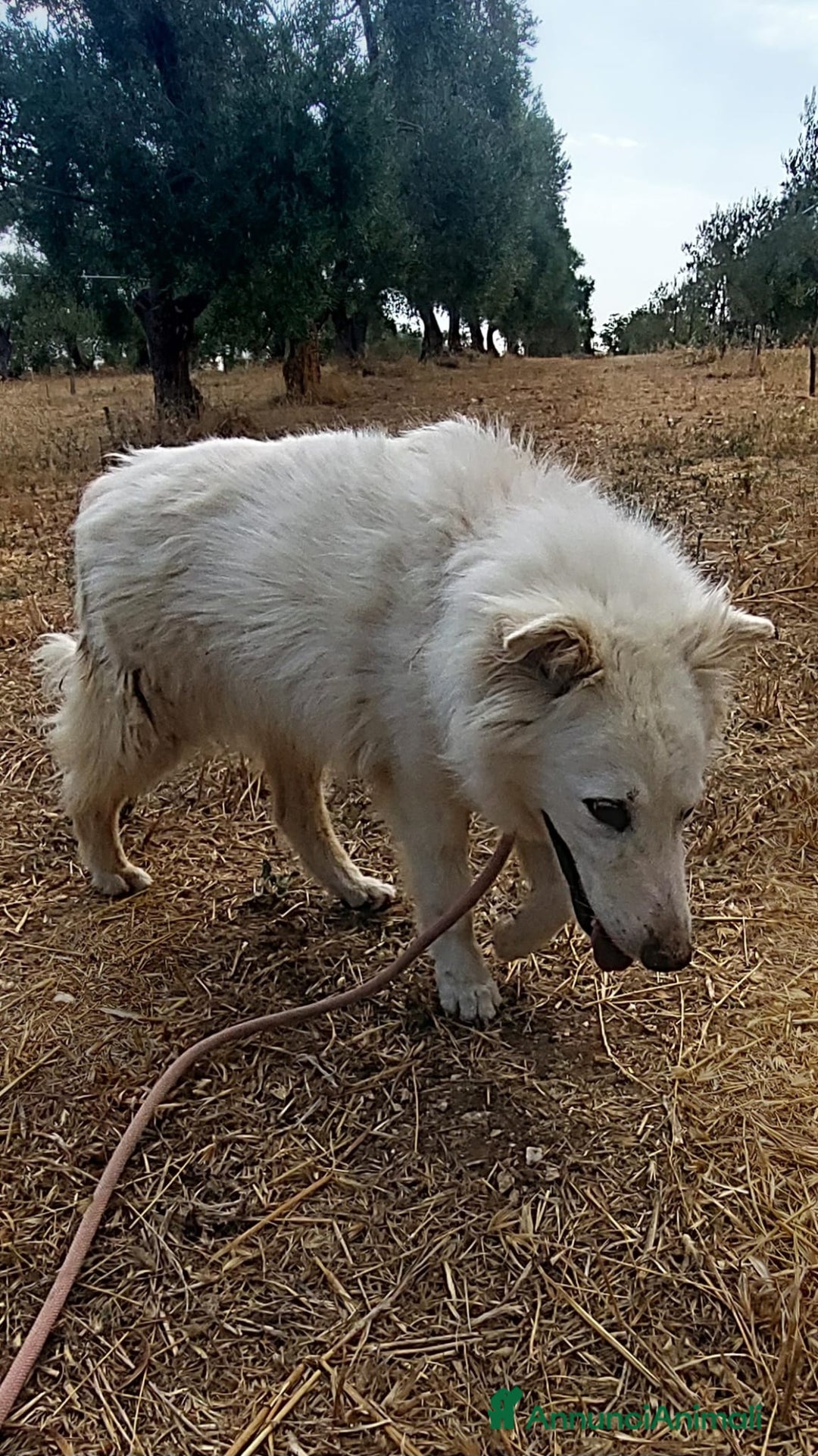 Meticcio cani in regalo: Nonna Penny Cerca Famiglia. Info Monica 3890238584 - Annuncio 14