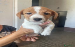 Jack Russell cani in vendita: Vendo Jack  a Città Metropolitana di Bologna - Immagine 2