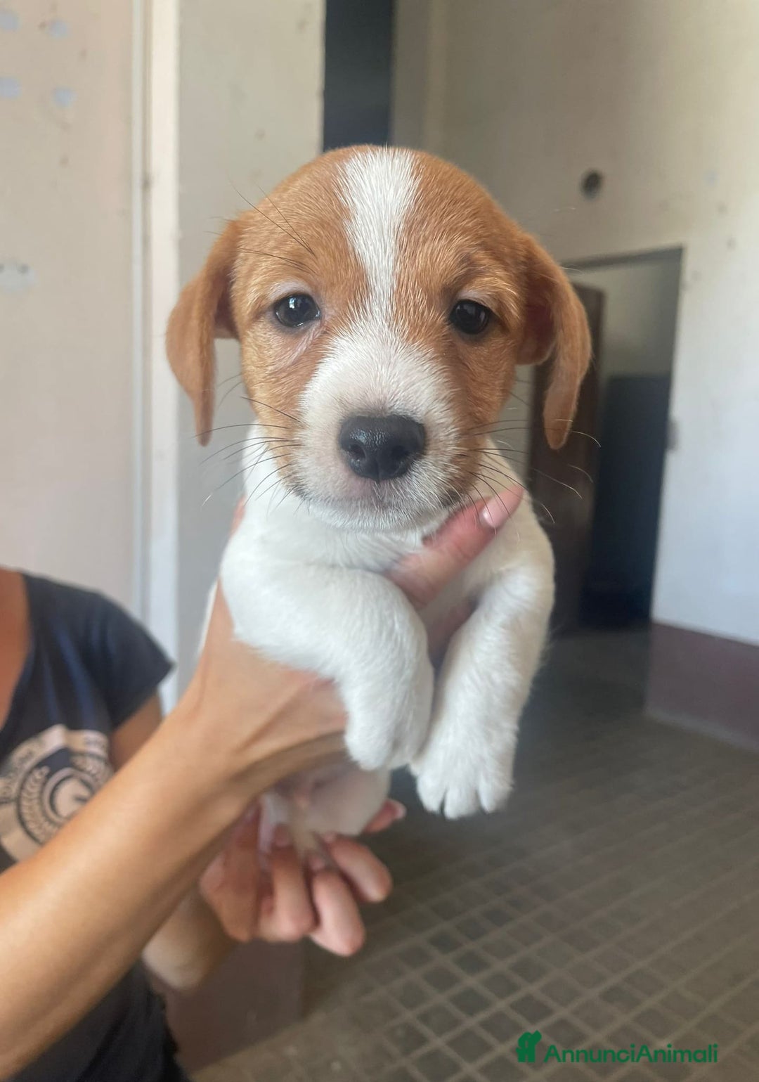 Jack Russell cani in vendita: Vendo Jack  a Città Metropolitana di Bologna - Immagine 2