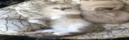 Siberiano gatti in vendita: Cuccioli gatti Siberiani Neva Masque Pedigree ANFI a Città Metropolitana di Bologna - Annuncio 3