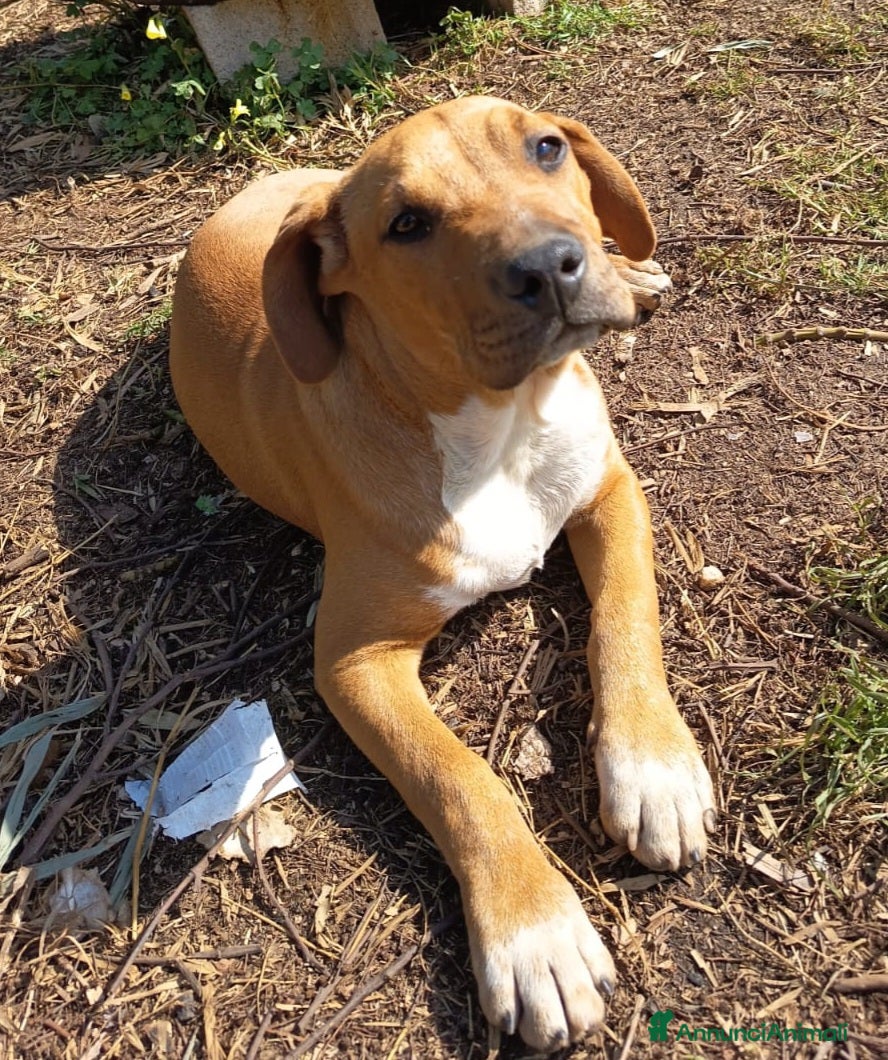 Meticcio cani CUCCIOLO ARON - Annuncio 16