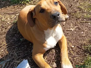 Meticcio cani CUCCIOLO ARON - Annuncio 16