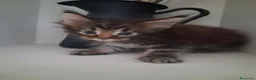 Maine Coon gatti in vendita: Maine Coon con Pedigree - Annuncio 14