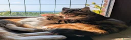 Meticcio gatti in regalo: Le sorelline Pica e Tina - Annuncio 9