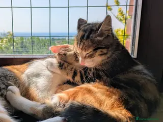 Meticcio gatti Le sorelline Pica e Tina - Annuncio 4
