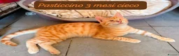 Europeo gatti in regalo: S.o.s. micini da salvare  a Città Metropolitana di Bologna - Annuncio 7