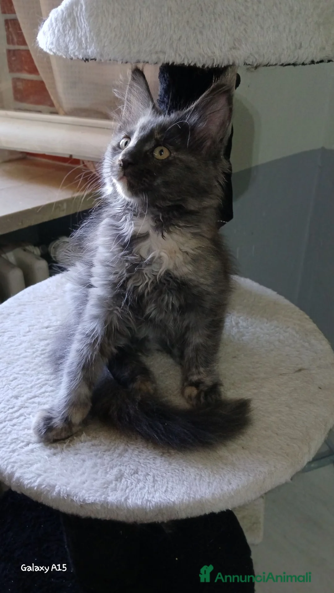 Maine Coon gatti in vendita: femminuccia blue  - Annuncio 2