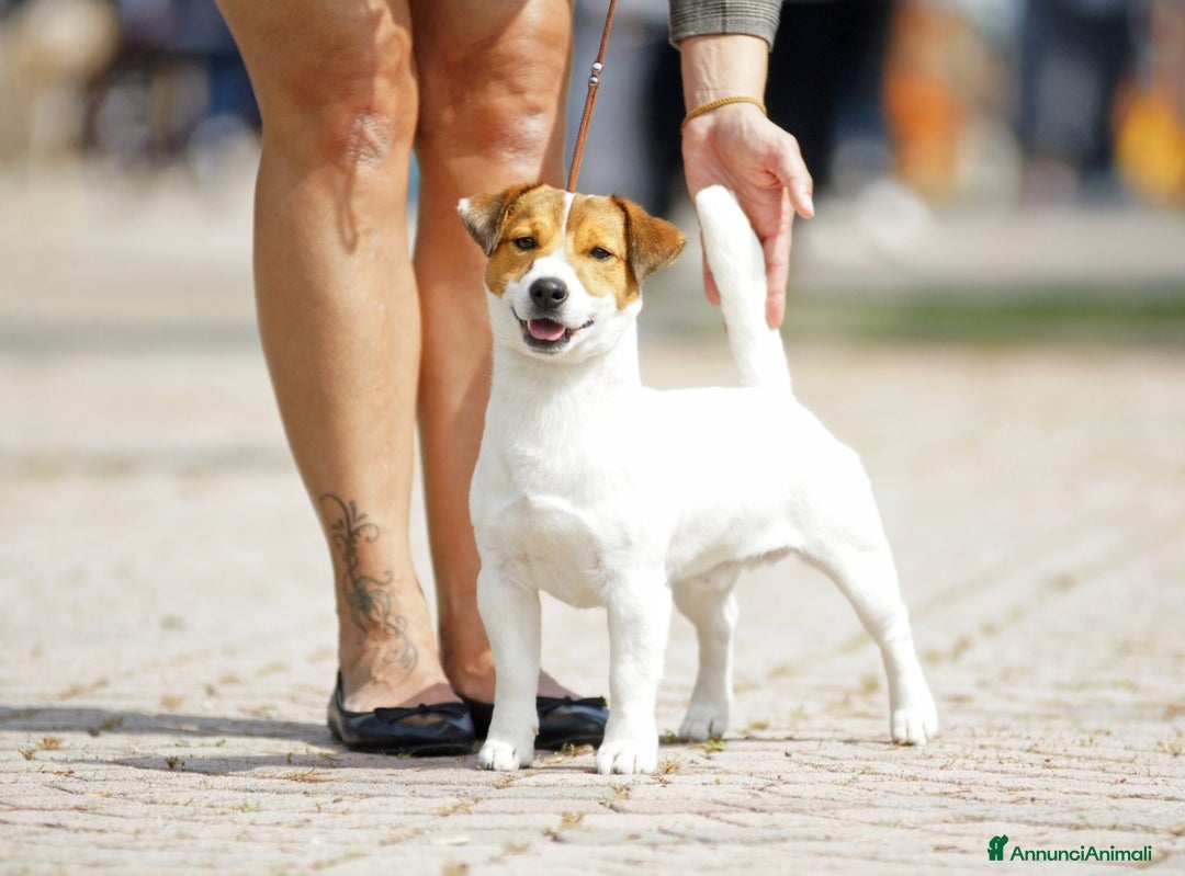 Immagine della galleria {{count}}