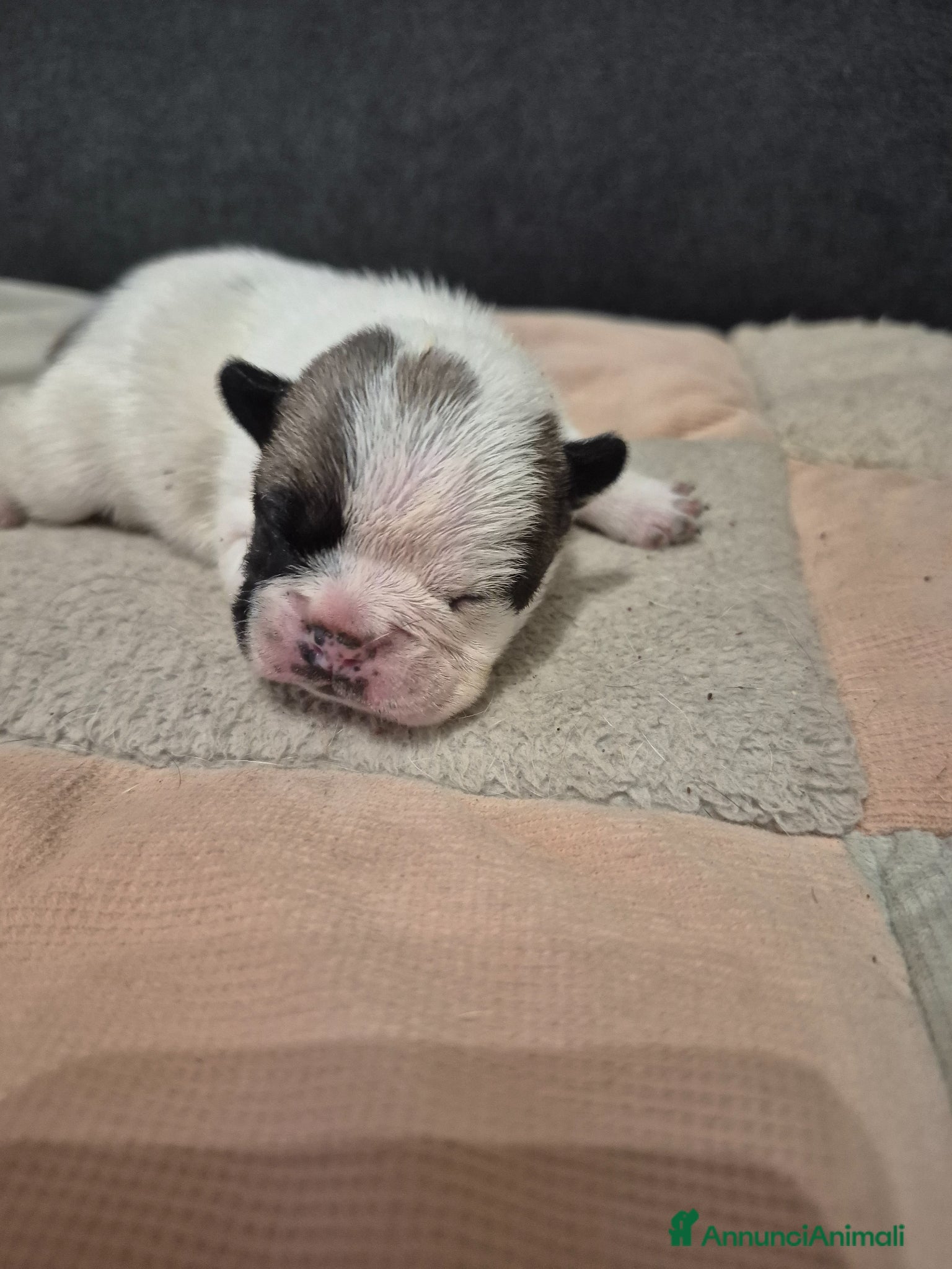 Bulldog Francese cani Bulldog francese  - Annuncio 2