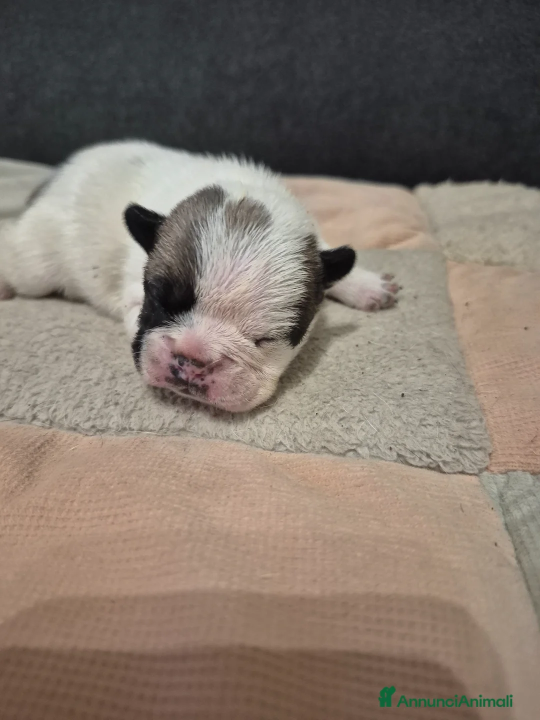 Bulldog Francese cani in vendita: Bulldog francese  - Annuncio 1