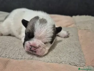 Bulldog Francese cani Bulldog francese - Annuncio 1
