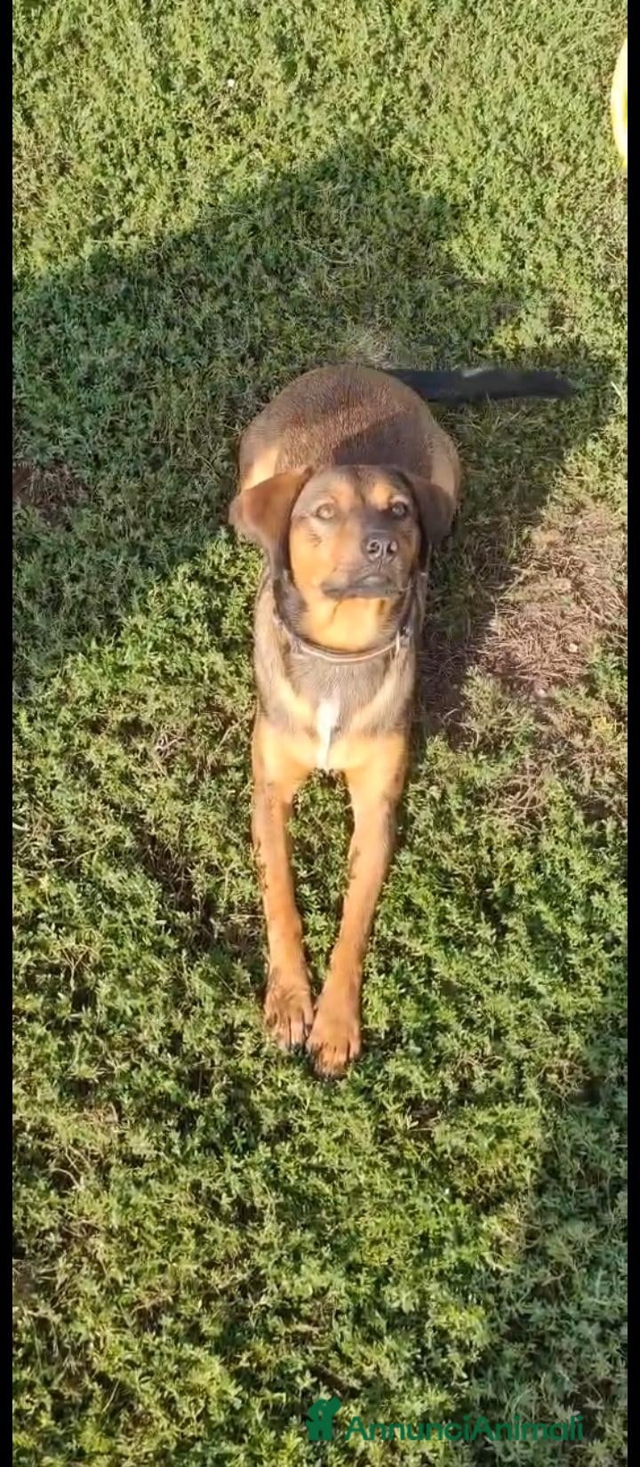 Meticcio cani Jordan: cucciolotto taglia contenuta socievole  - Annuncio 39
