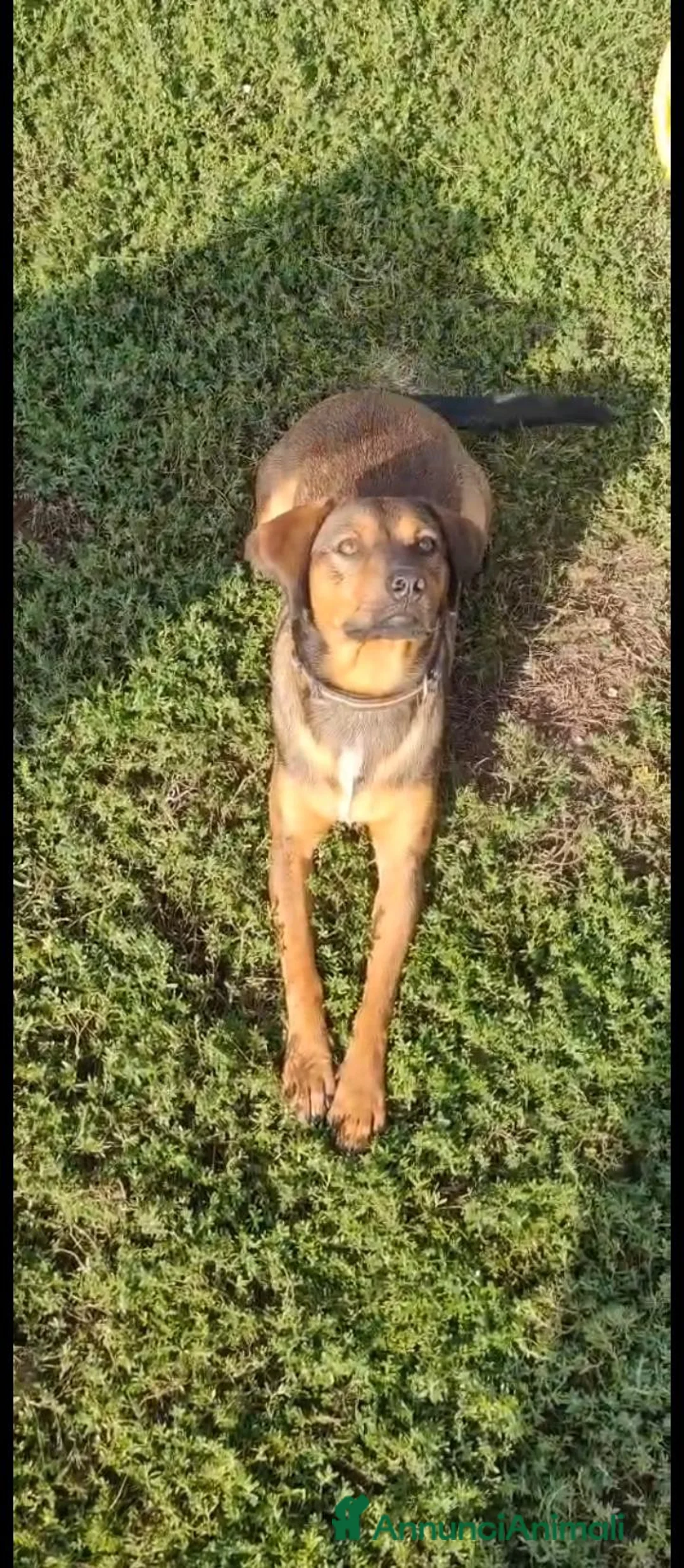 Meticcio cani in regalo: Jordan: cucciolotto taglia contenuta socievole  - Annuncio 2
