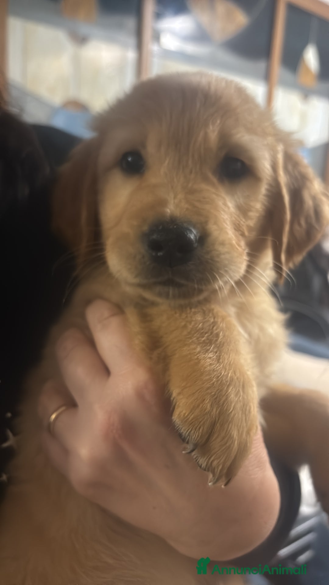 Golden Retriever cani in vendita: Golden Retriver  - Annuncio 4