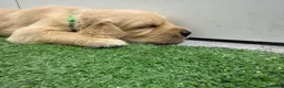 Golden Retriever cani in vendita: Maschietti di golden retriever  - Annuncio 5