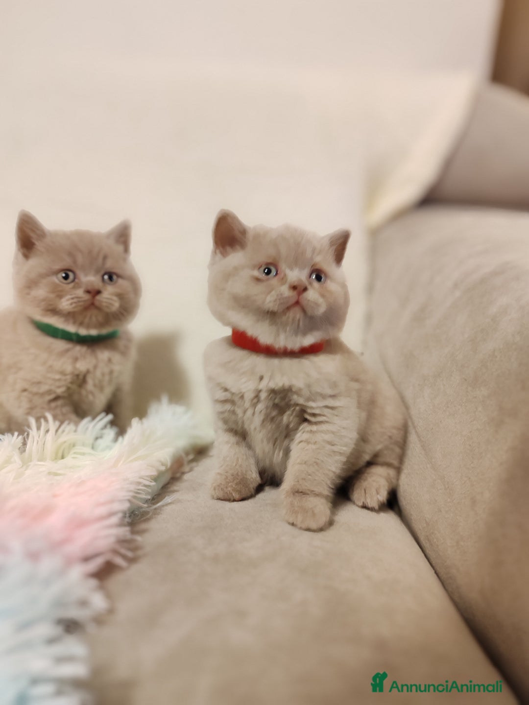 Scottish gatti in vendita: British S. straight femmina - Annuncio 3