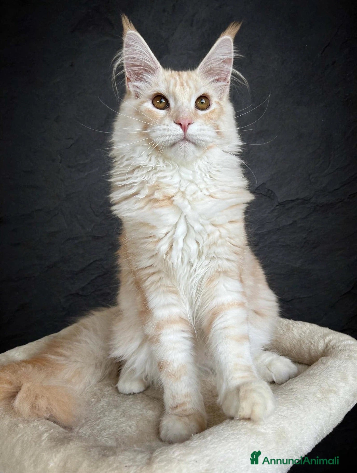 Maine Coon gatti Maine Coon  - Annuncio 17