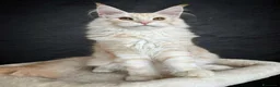 Maine Coon gatti in vendita: Maine Coon  - Annuncio 1