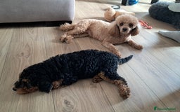 Barboncino cani in vendita: Cuccioli barboncino disponibili  a Provincia di Belluno - Immagine 6