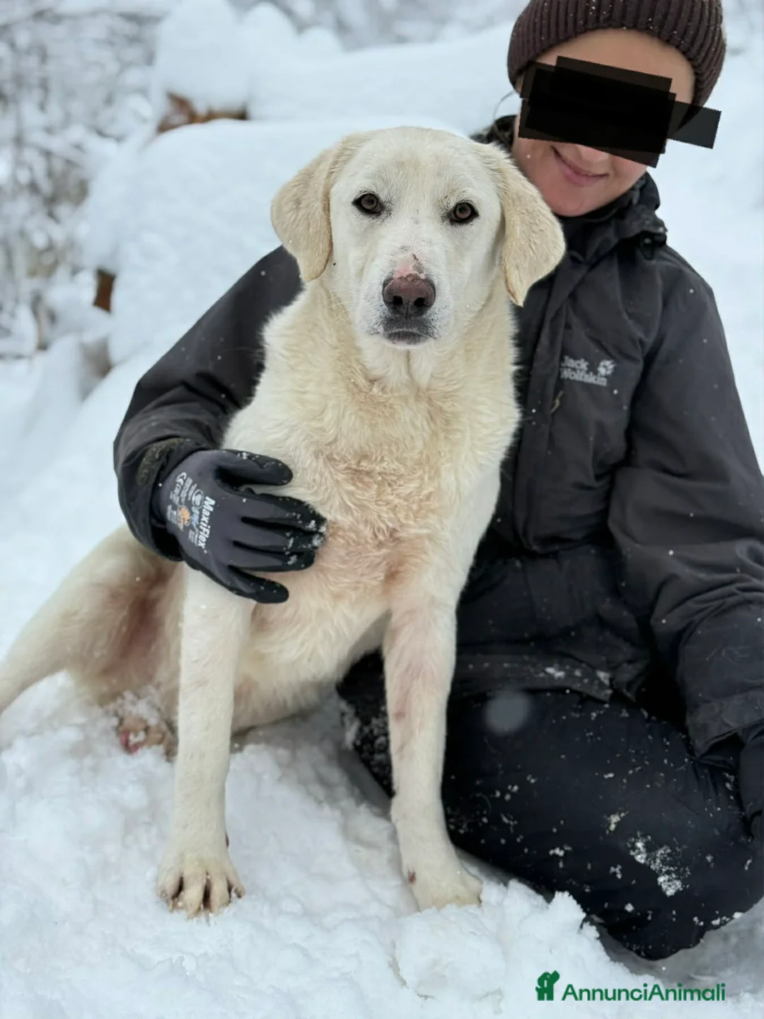 Meticcio cani in regalo: ARTIC, bianco come la neve! Buonissimo - Annuncio 3