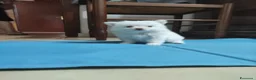 Volpino Italiano cani in vendita: Maschio volpino italiano  - Annuncio 4