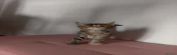 Maine Coon gatti in vendita: Simpatica cucciola Maine coon  - Annuncio 6
