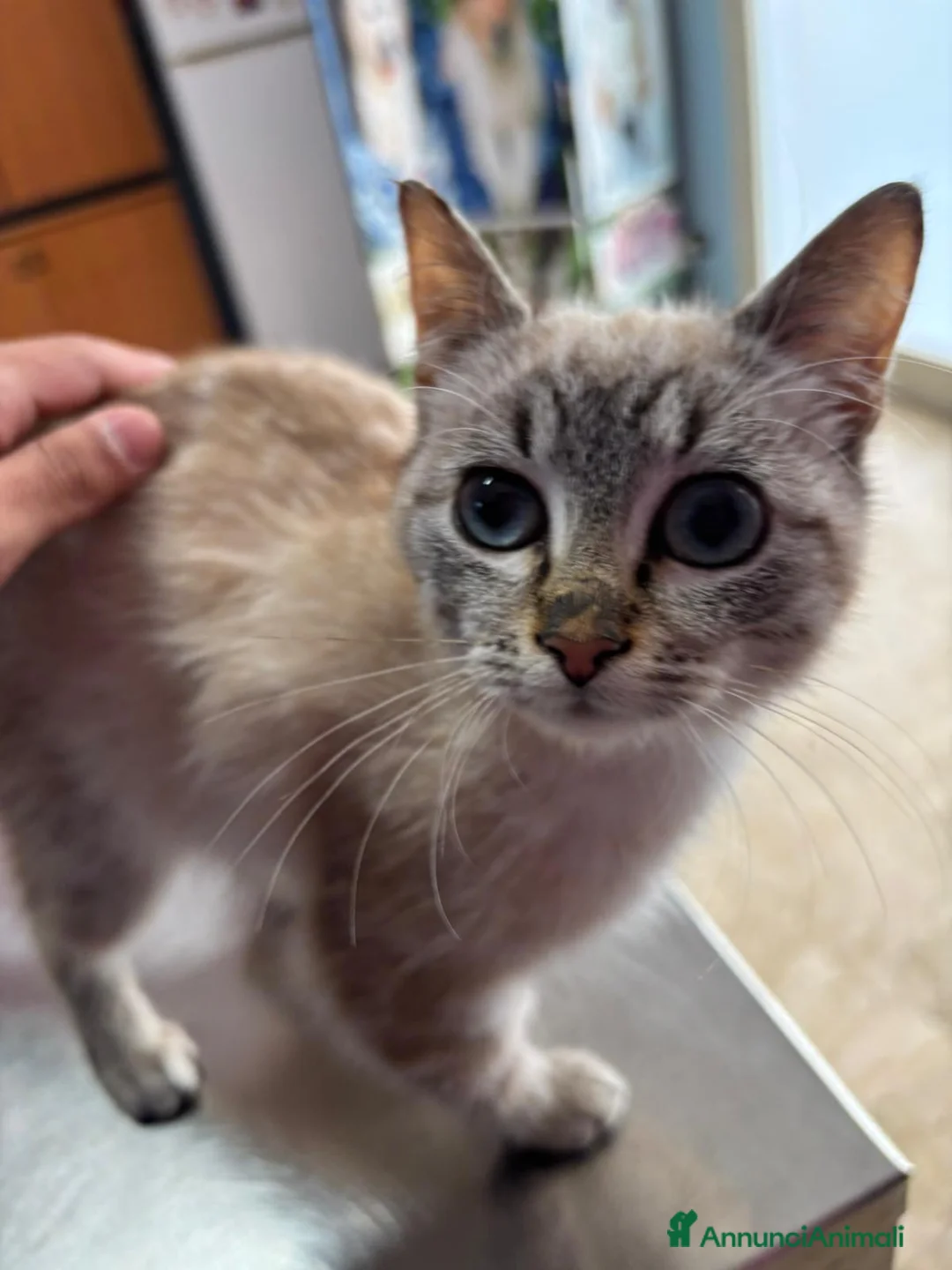 Meticcio gatti in regalo: MICINI: TEMPO SCADUTO, URGENTE  a Provincia di Arezzo - Annuncio 10