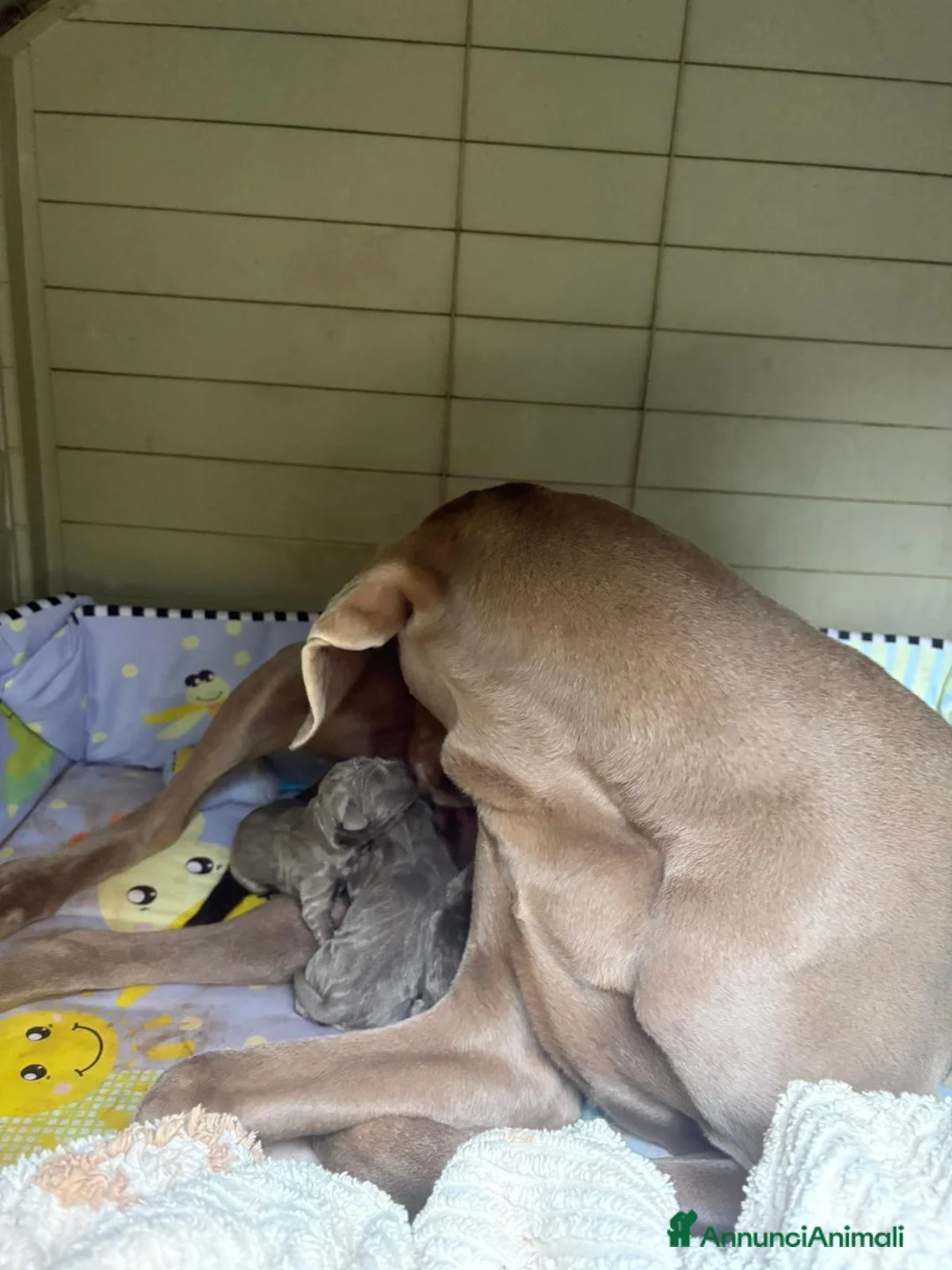 Weimaraner cani in vendita: Cuccioli weimaraner  - Annuncio 3