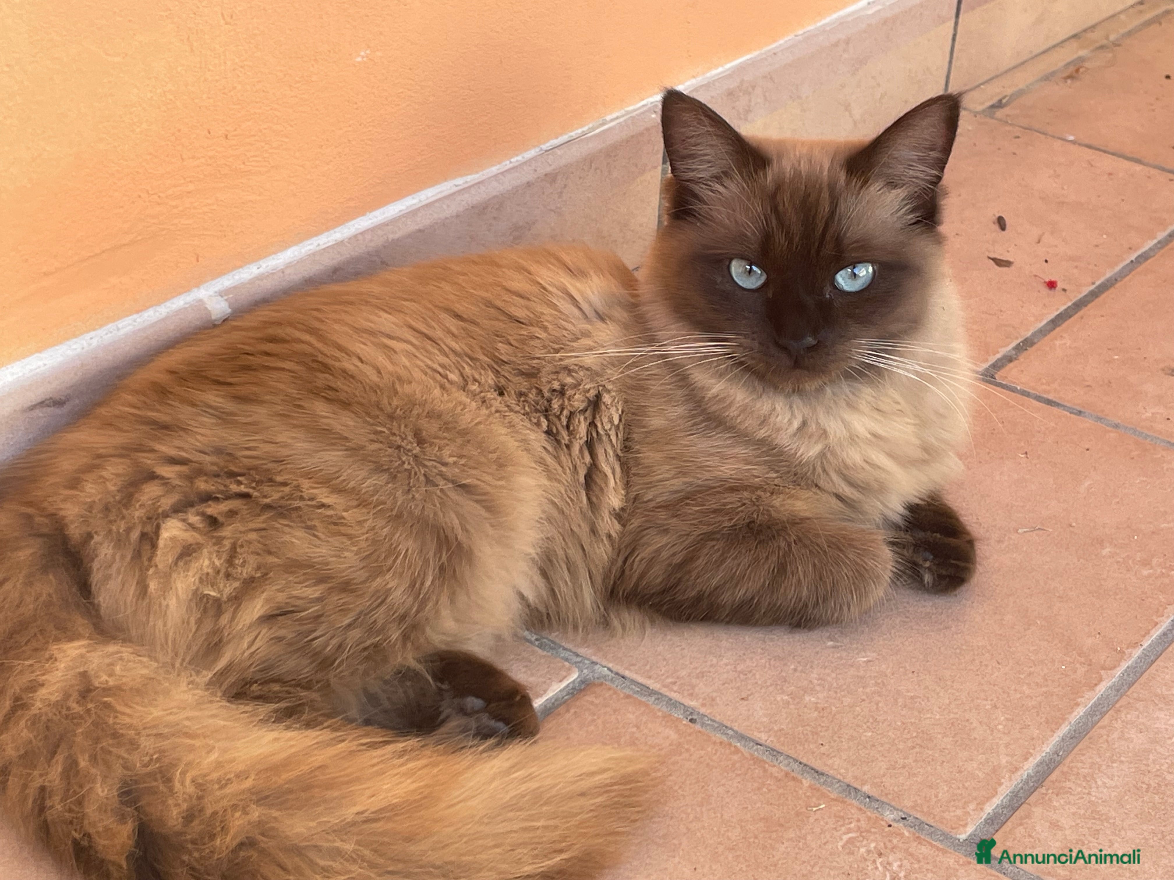 Ragdoll gatti Cerca fidanzato  - Annuncio 1