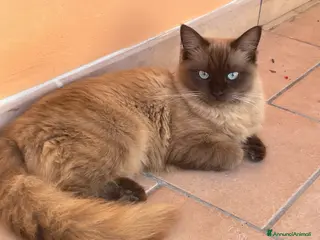 Ragdoll gatti Cerca fidanzato - Annuncio 5
