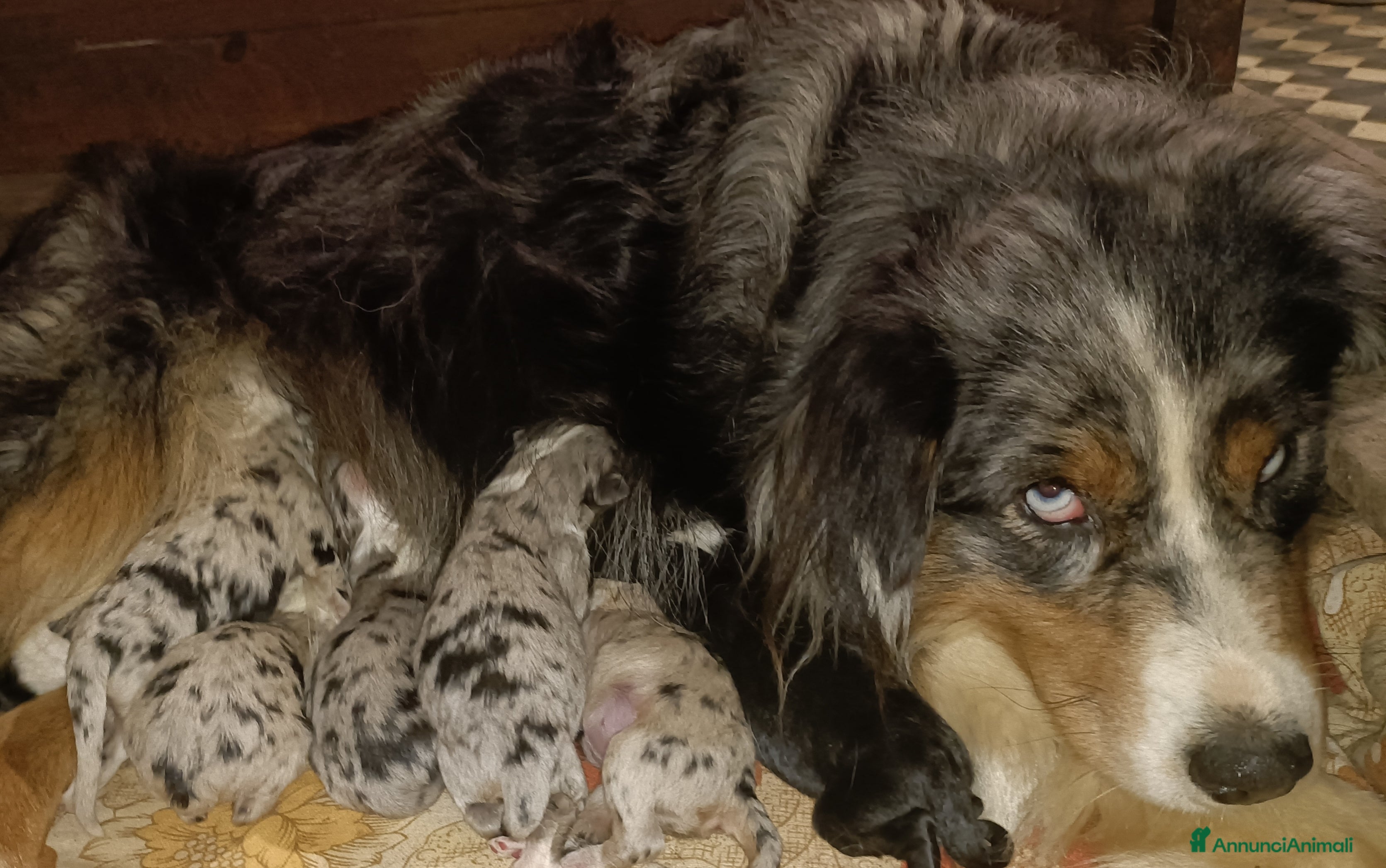 Australian Shepherd cani Cuccioli di pastore australiano  - Annuncio 1