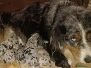 Australian Shepherd cani Cuccioli di pastore australiano - Annuncio 1