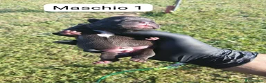 Bulldog Francese Cucciolo 1